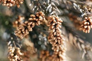 アーユルヴェーダ花粉症軽減術